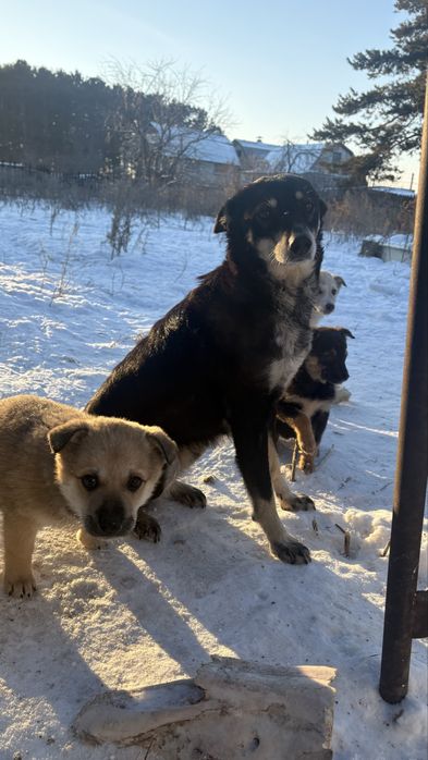 Щенки Щенки бездомыши