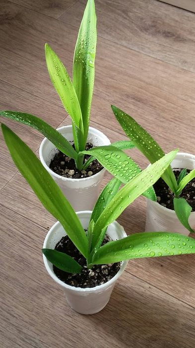 Пальма Кордилина