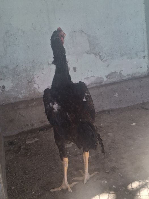 Дакан қораз сатылады.