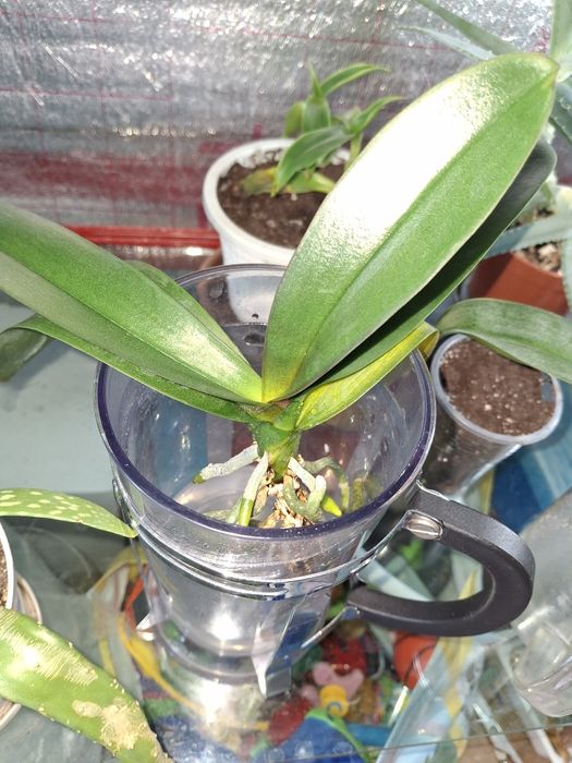 Комнатные растения и цветы