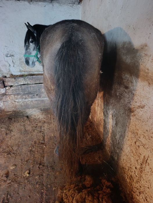 Бин сатылады откорм