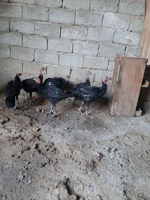 ундюк балапандары бар  7 бас таза қанды