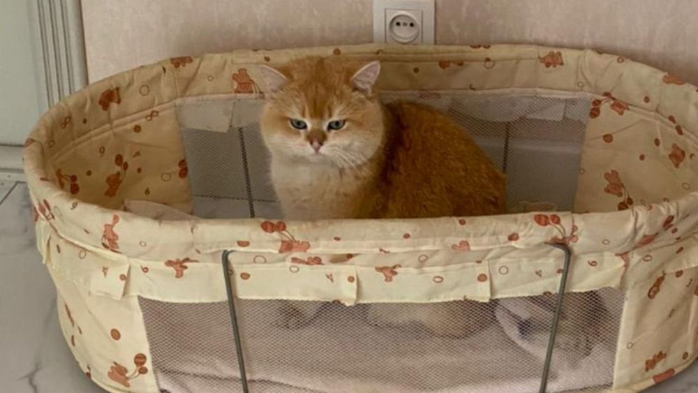 Британские котята