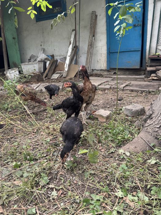Продам дакан кури
