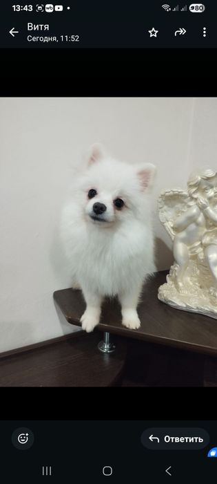 Улыбашка  милый шпиц