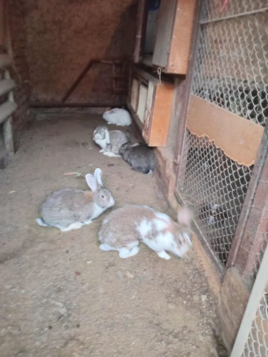 Кролики самки 1.5 года