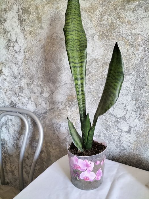 Продам домашние цветы