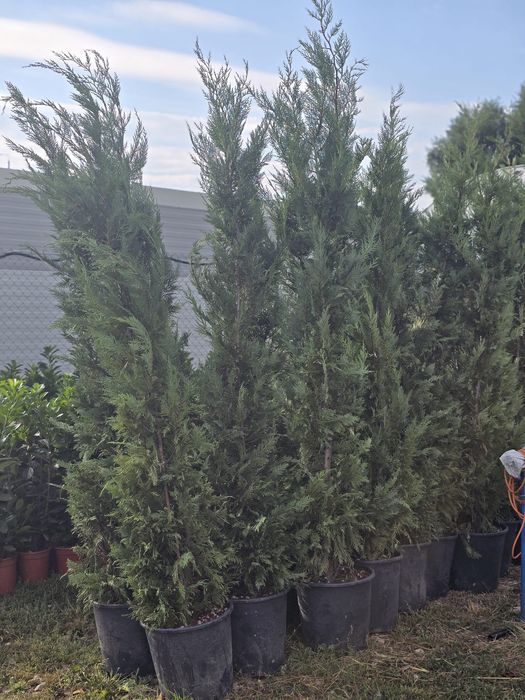 Leylandii Mestecan Tei Platani Photinia Red Robin laur englezesc