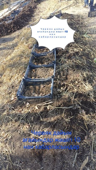 Биогумус Шылаушын. (червяк) бар