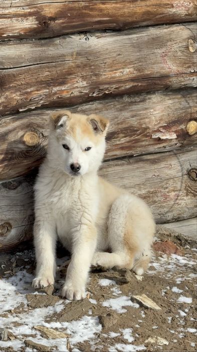 Продам щенка хаски