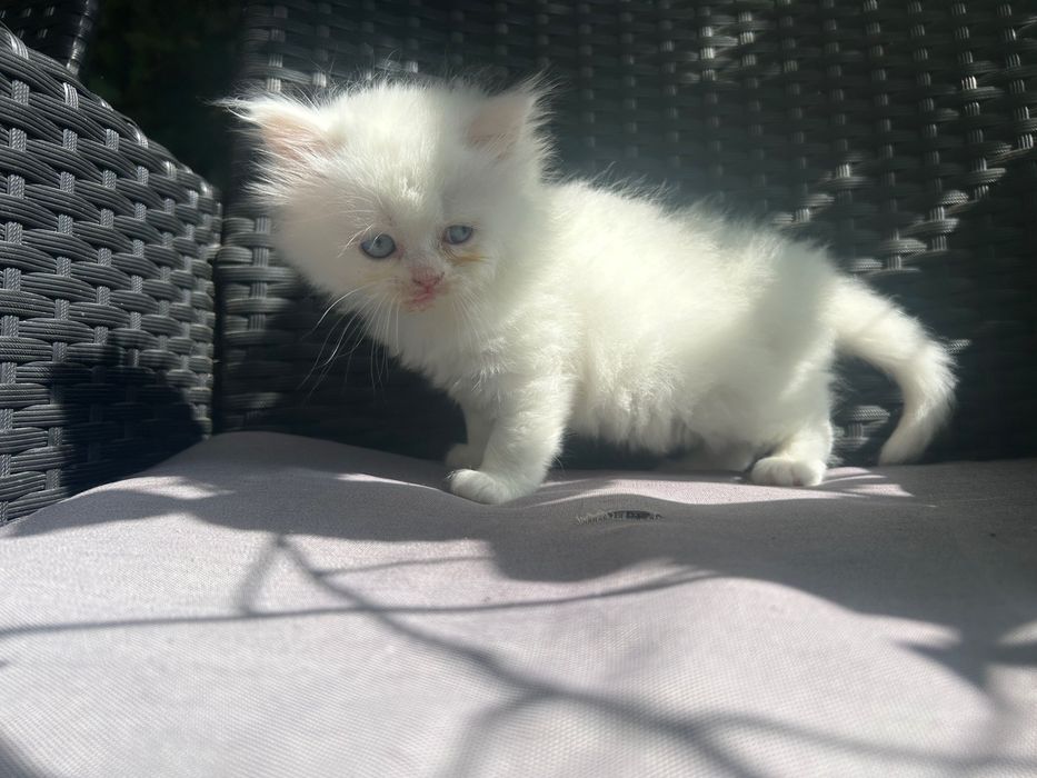 British Longhair White