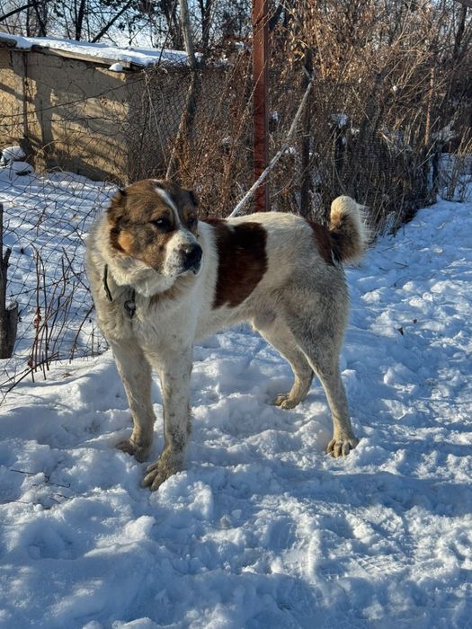Тяж Тобет ит сатылады