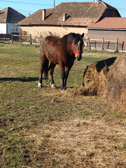 De vanzare manzi si tot ce se vede
