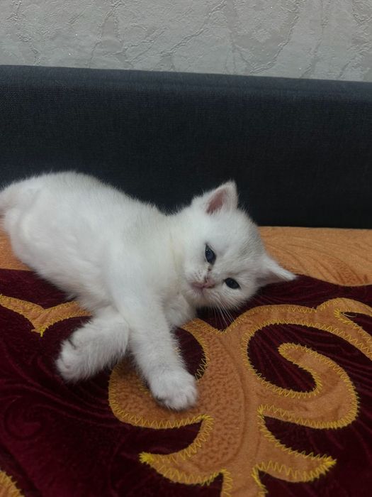 породистый шиншило  60000