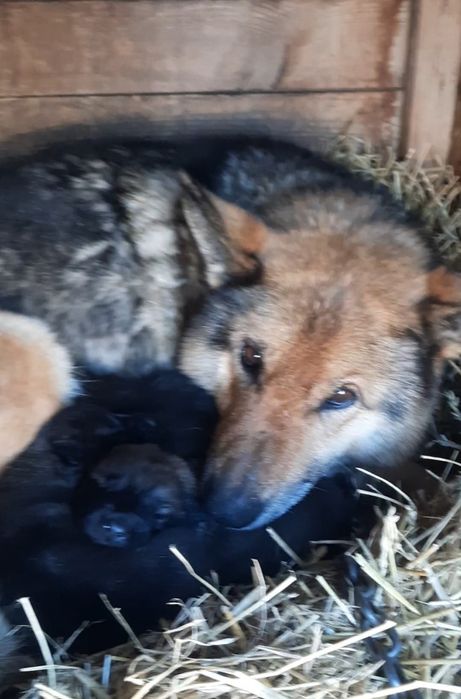 Продам щенков Волкособа!