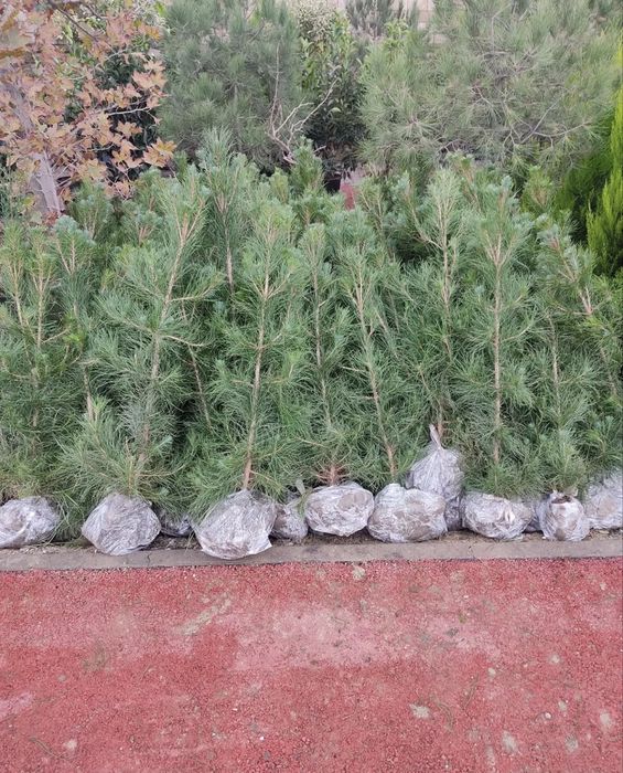 Саженцы сосна эльдарская