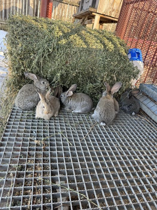 Vand iepurasi urias german