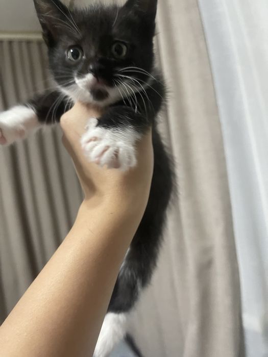 Смешанно породистый котенок