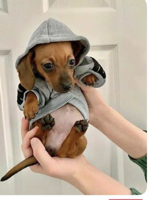 Fetita teckel miniature