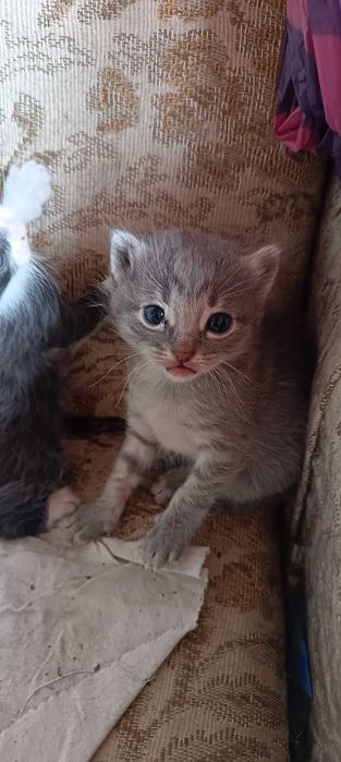 Подарява котенца
