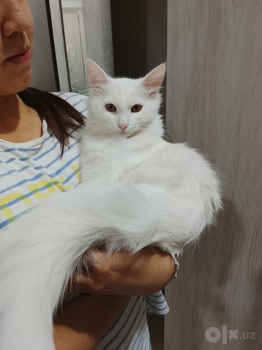 Кошечка турецкая ангорка