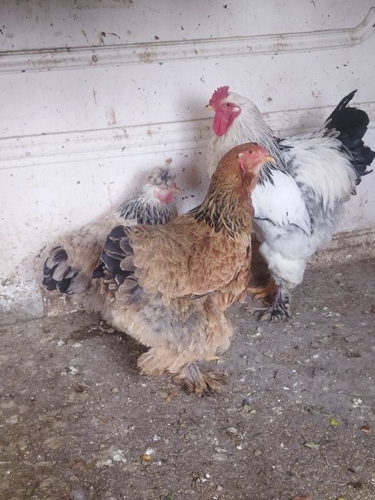 Брама хонаги мурго