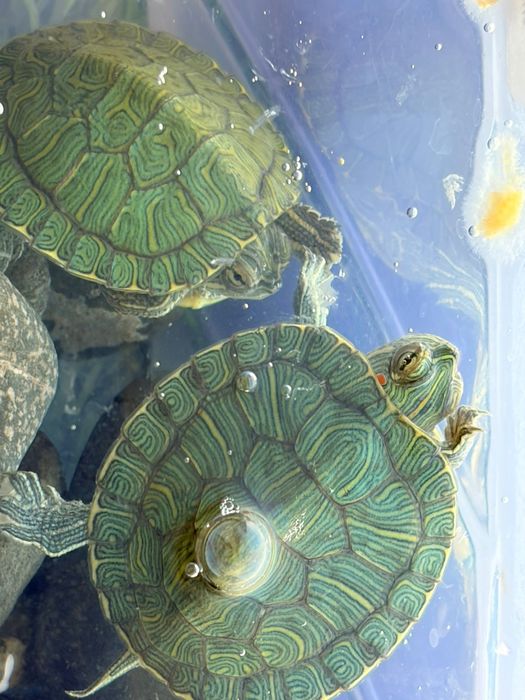 Красноухие черепахи