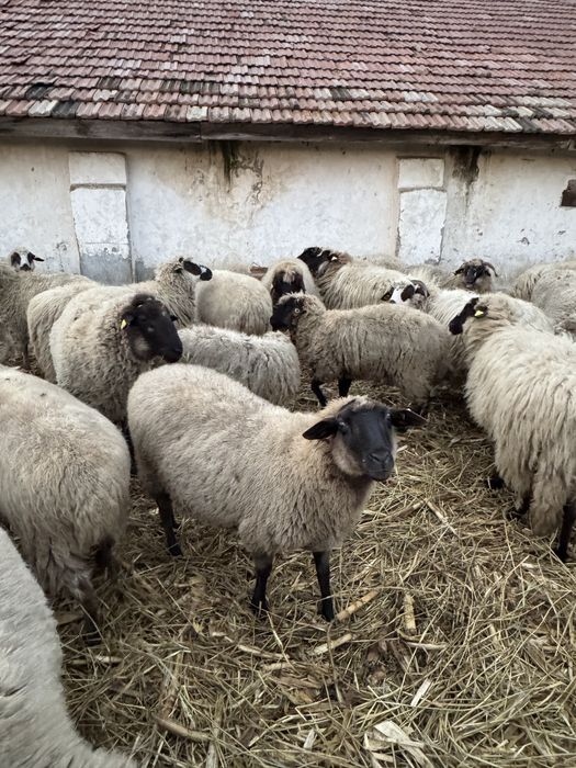 Oi tinere de vanzare