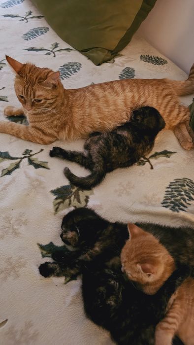 Котята кошечки папа британец