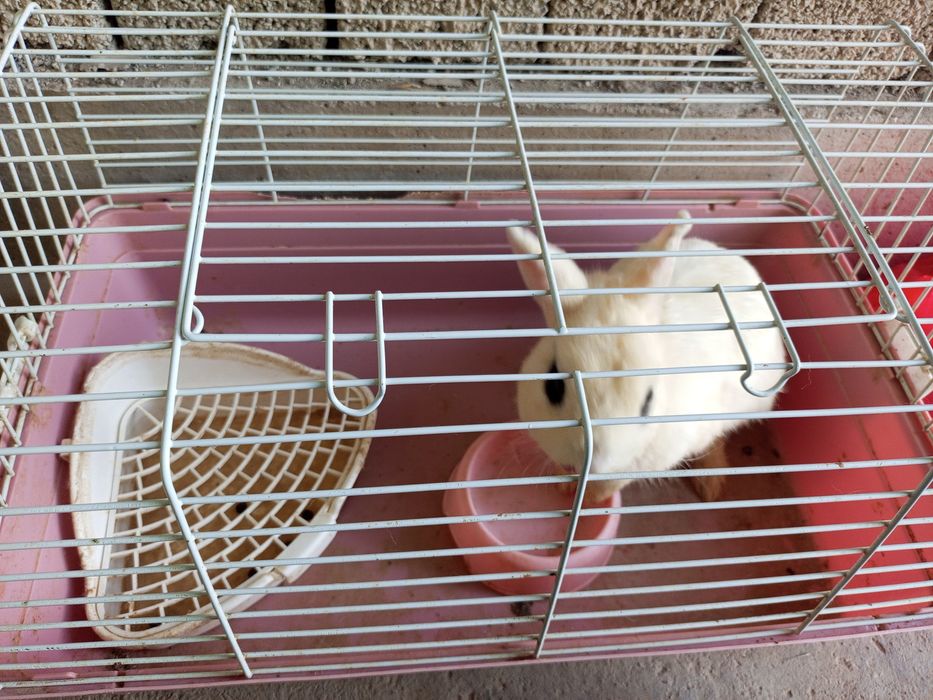 Quyon O'g'il bola