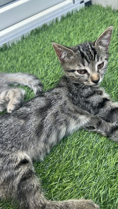Pisicuti spre donatie