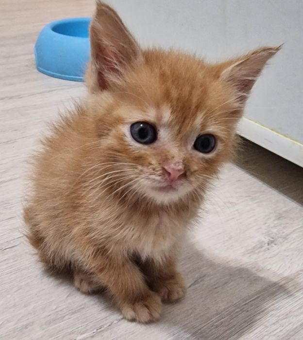 Отдам котят в хорошие добрые руки