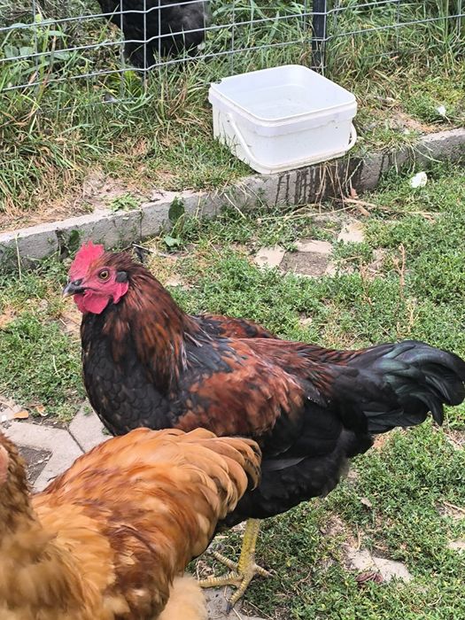Cocoși  de vânzare