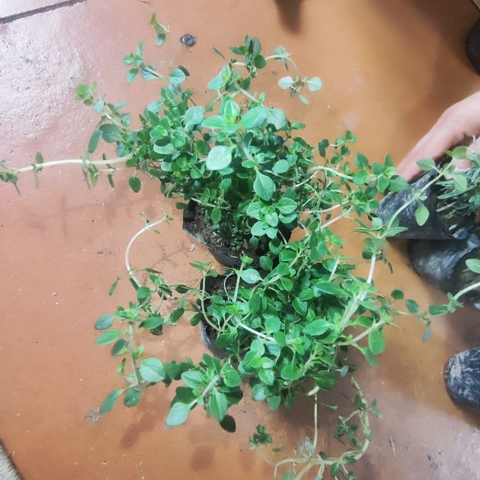 Шалфей,  темьян,  чабрец, лаванда ,пряные травы