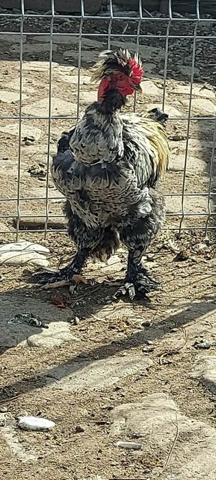 Cocoși de vânzare