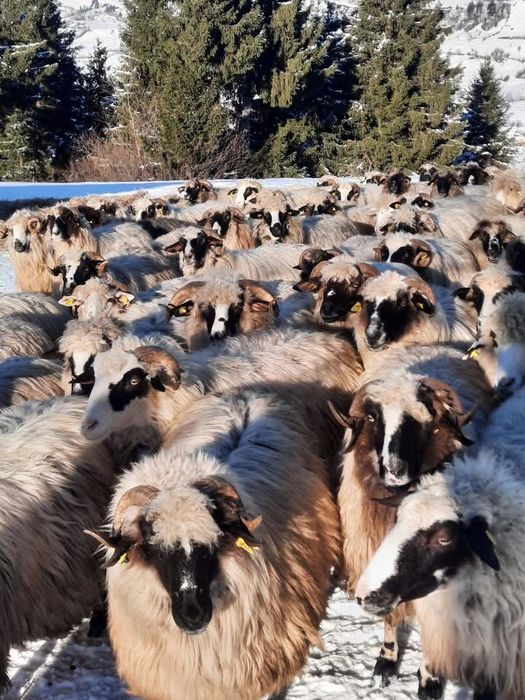 Turmă de oi de vânzare!