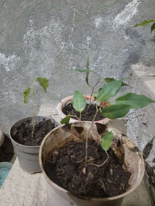 Комнатные декоративные цветы