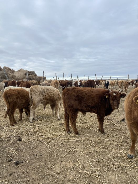 еркек баспактар сатылады