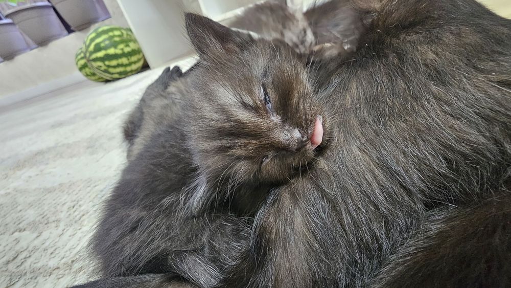 Котята в хорошие руки