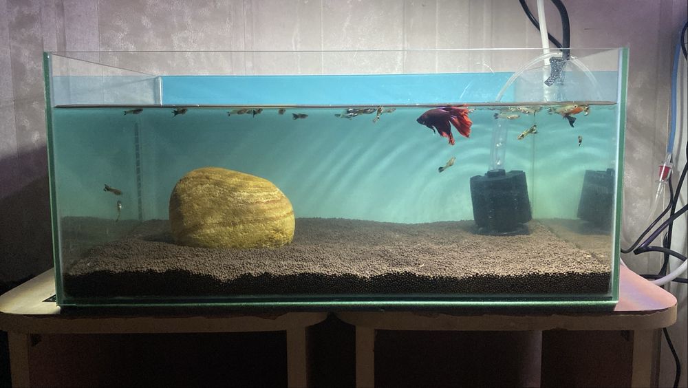 Аквариум 27 литров готовый