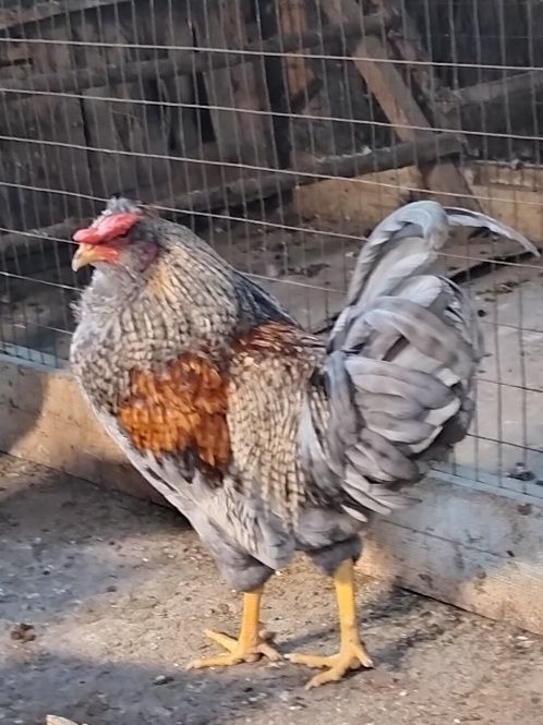 Продам молодых петухов.