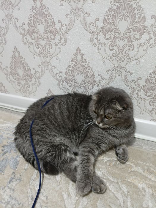 Отдам 2 х кошек в хорошие руки