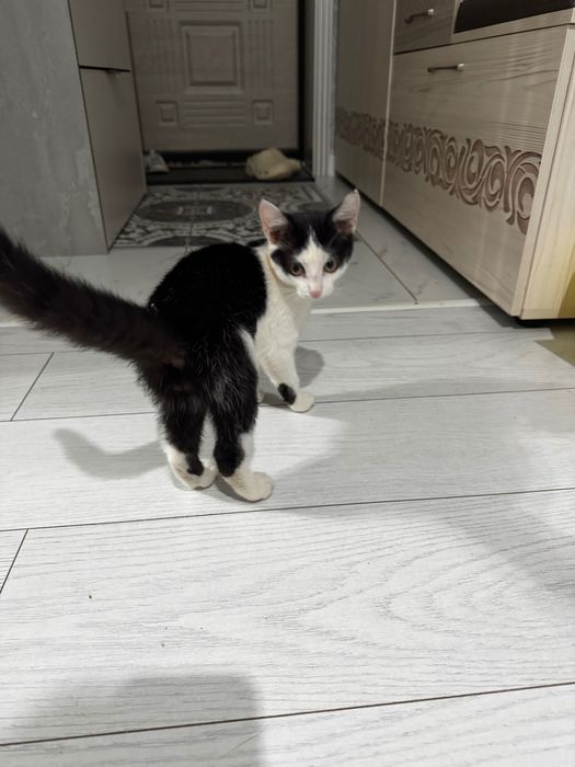 Котенок бесплатно