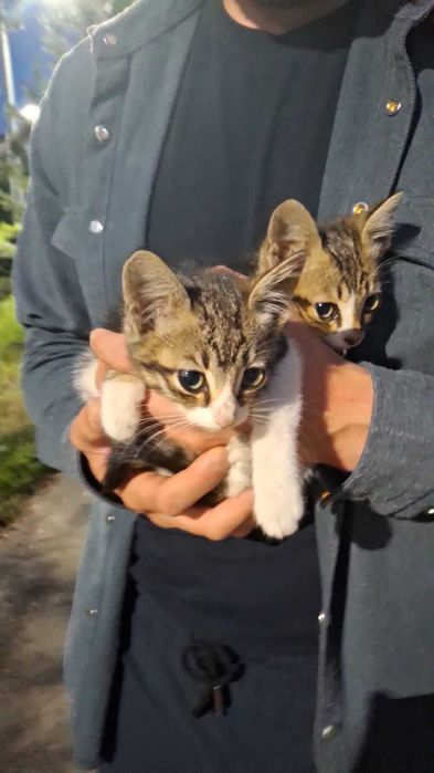 Котята в добрые руки