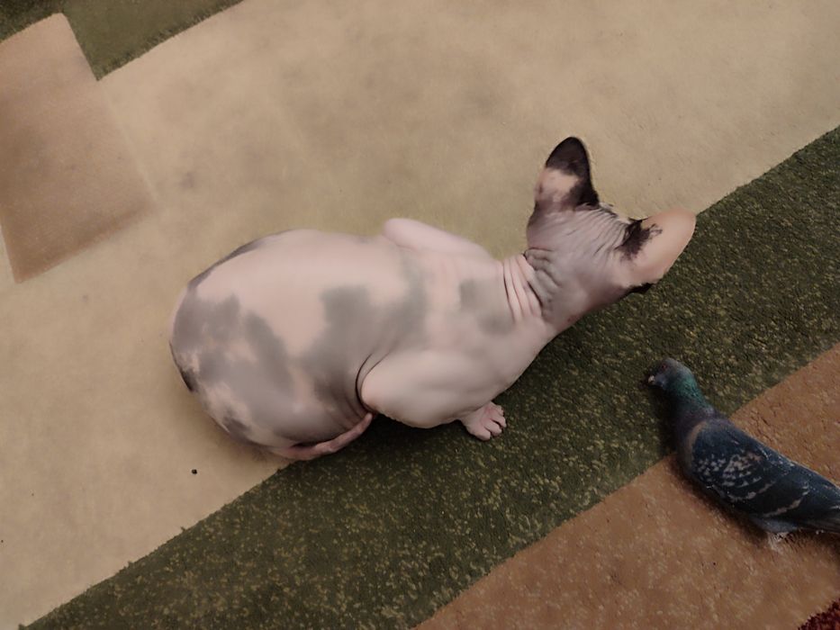 Сфинкс канадский, девочка 1г2м, стерелизована