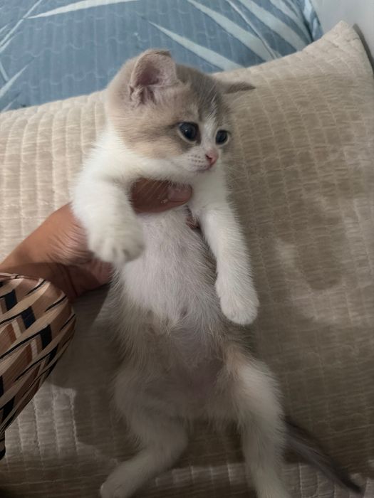 Shoshiling! Scottish Fold — oxirgi 2 ta