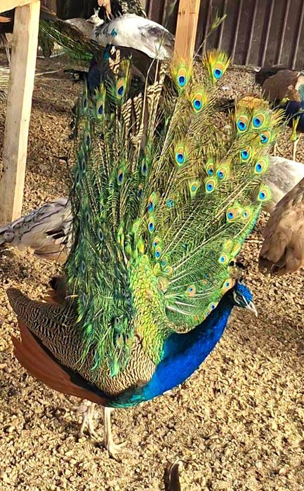 Mascul paun standard  !