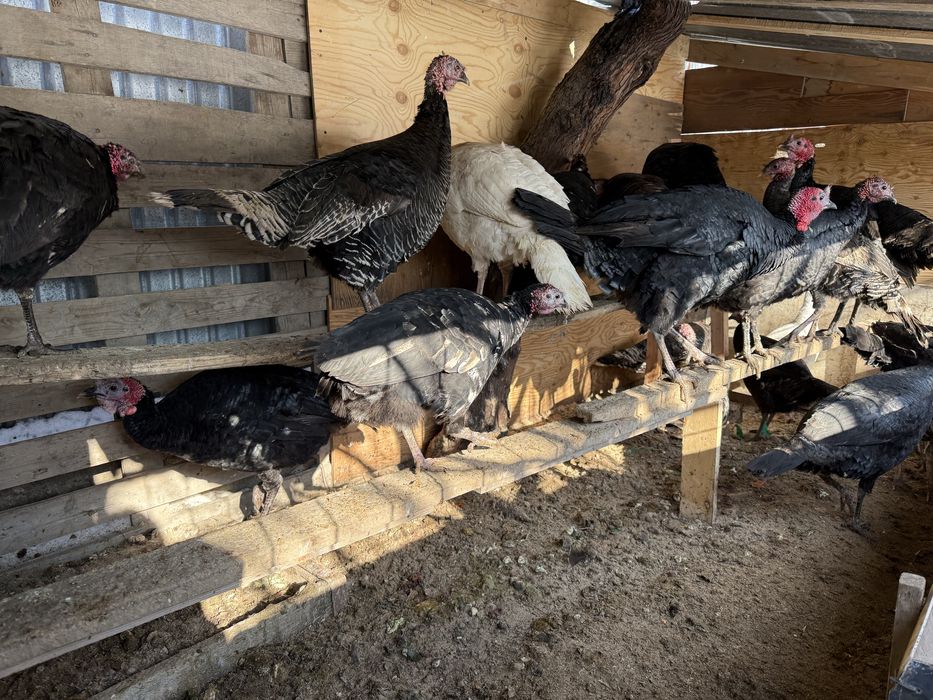 Продам индюки сатылымда индюктер