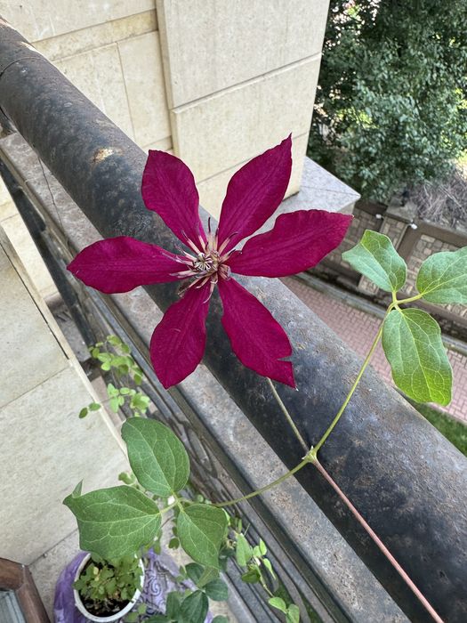 Клеиатис бордовый