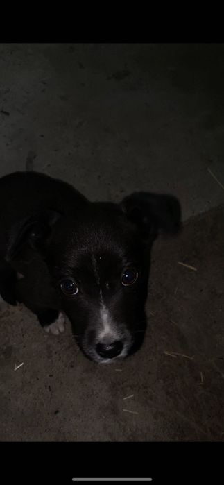 Собачка, дворняжка 3-4 месяца